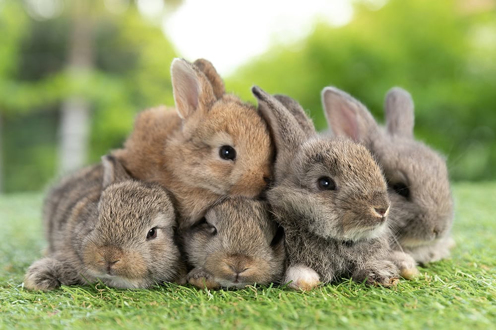 adorable bunch of bunnies