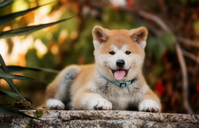 Small akita like sales dog