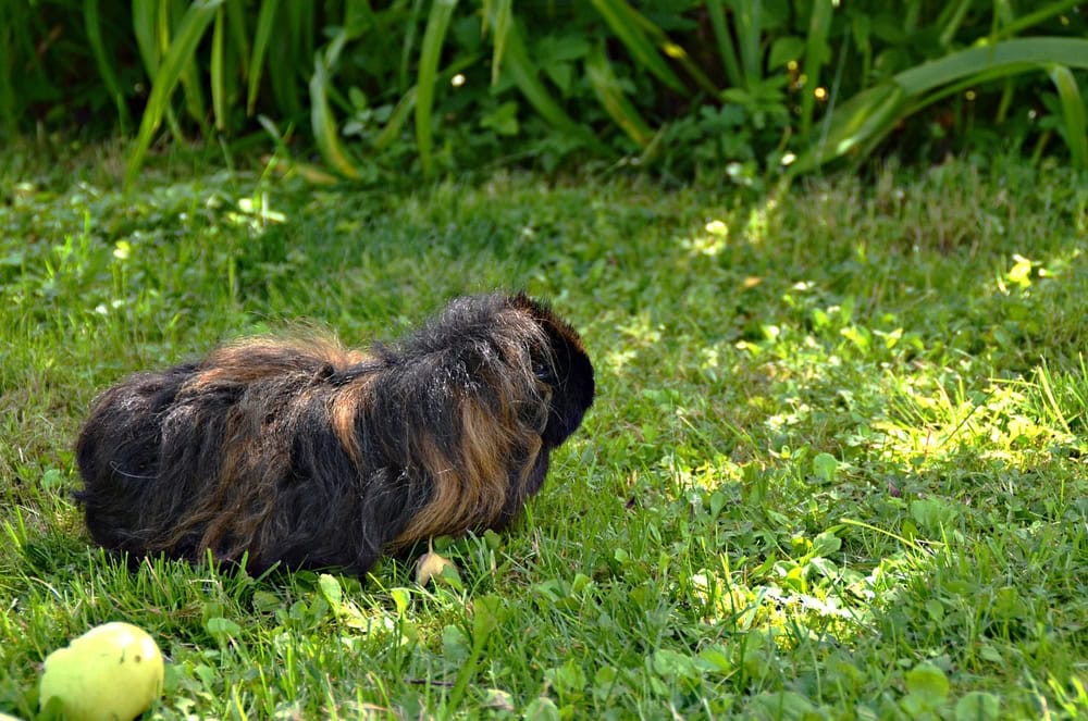 alpaca guinea pig in the grass