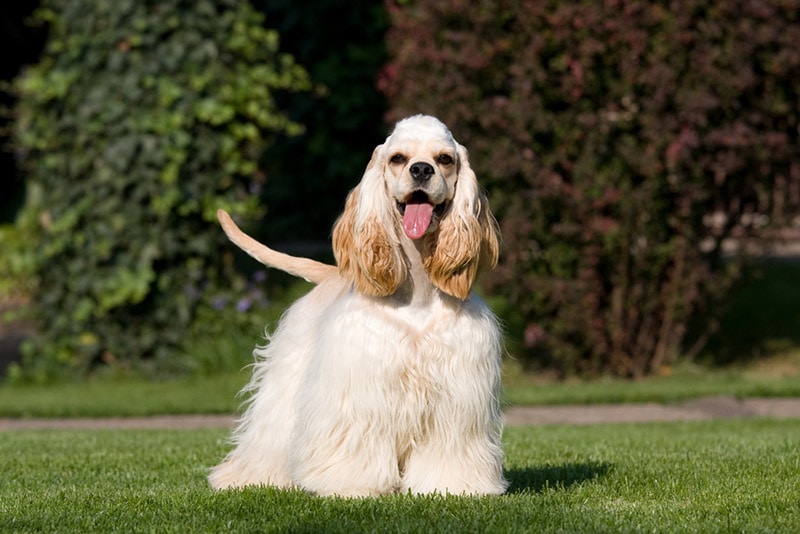 american cocker spaniel dog standing outdoor