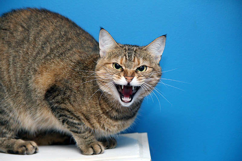 Angry cat hissing