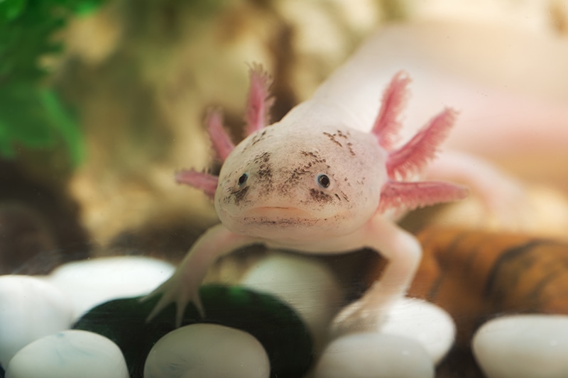 axolotl in the aquarium