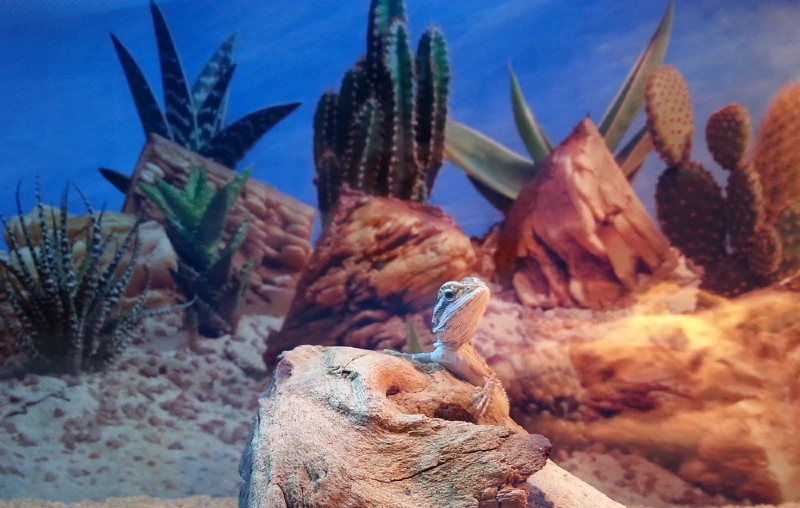 baby bearded dragon in an enclosure