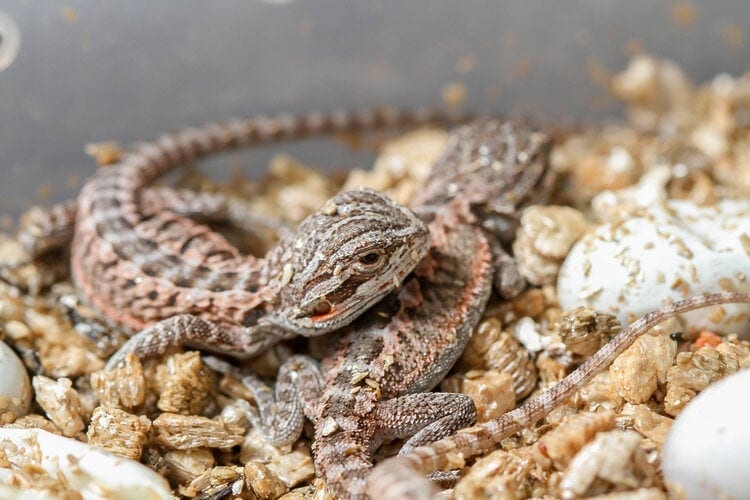 baby bearded dragons