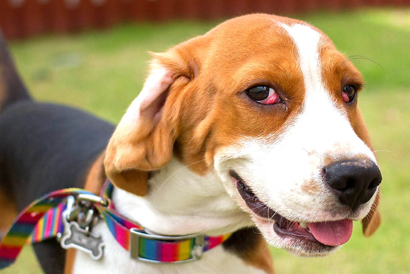 Beagle with cherry eye on both eyes