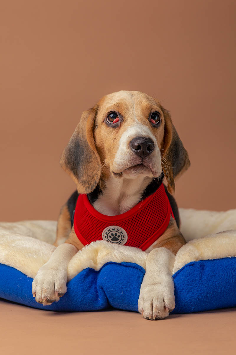 Beagle with Cherry eyes on both eyes