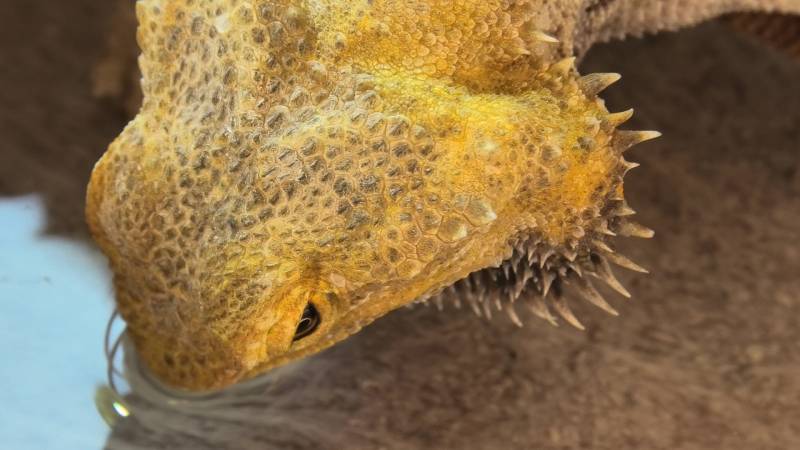 bearded dragon drinking water