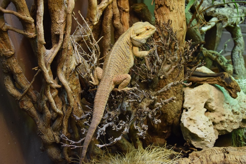 bearded dragon in terrarium
