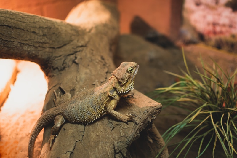 Fancy Bearded Dragon vs. Bearded Dragon: The Differences (With Pictures