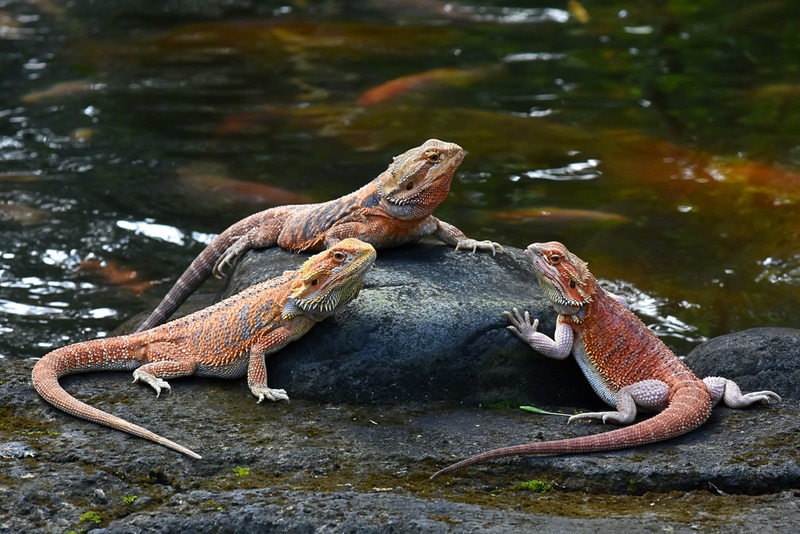 bearded dragons near pond