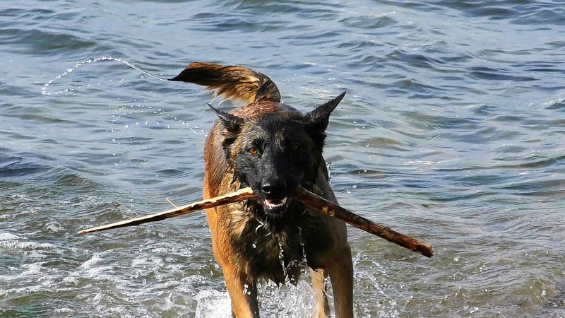 belgian malinois in the water