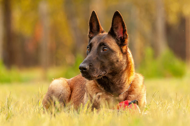 belgian malinois lying on the grass