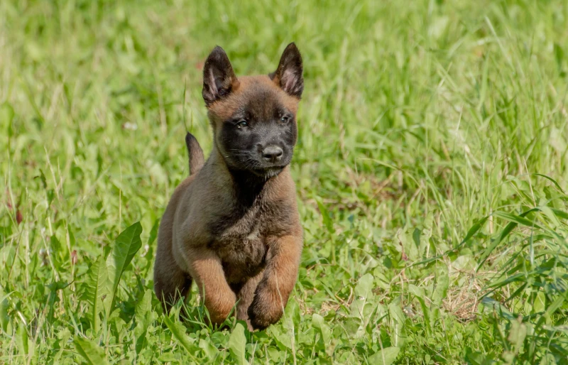 belgian malinois puppy running on grass