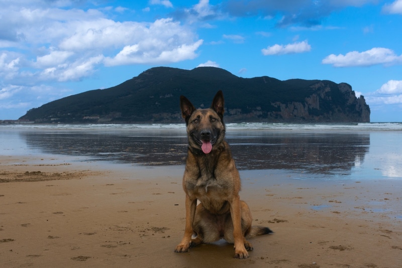 belgian malinois sitting in the beach