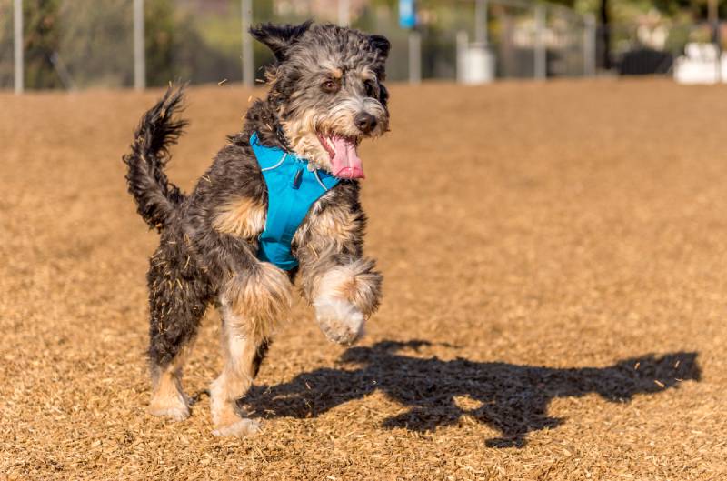 bernedoodle dog playing and jumping in park