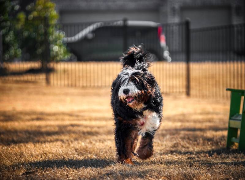 bernedoodle dog playing at the park