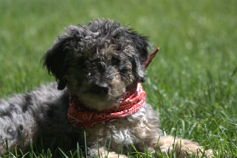 bernedoodle puppy lying on the ground