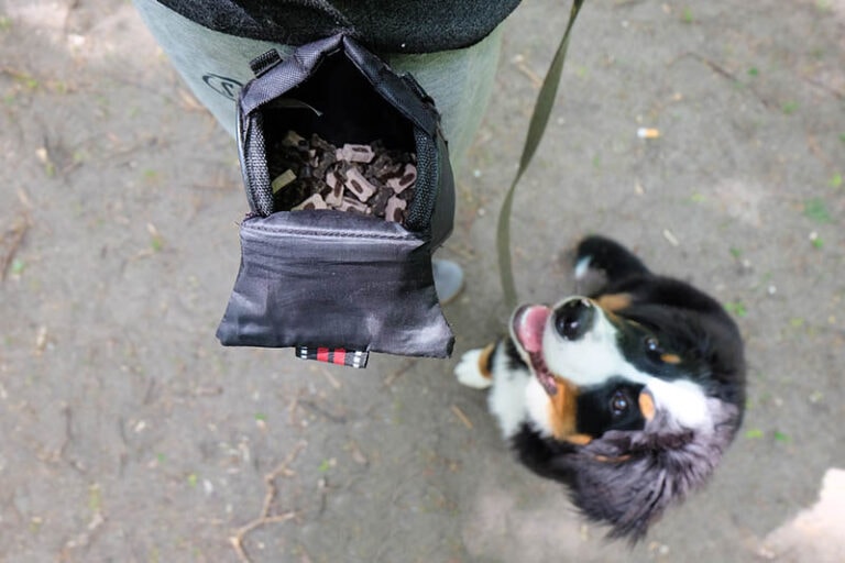 Does HomeGoods Allow Dogs? A Complete Guide (2024 Update) Hepper