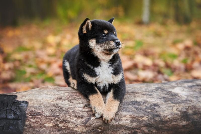 Black & Tan Shiba Inu: Pictures, Facts & History | Hepper
