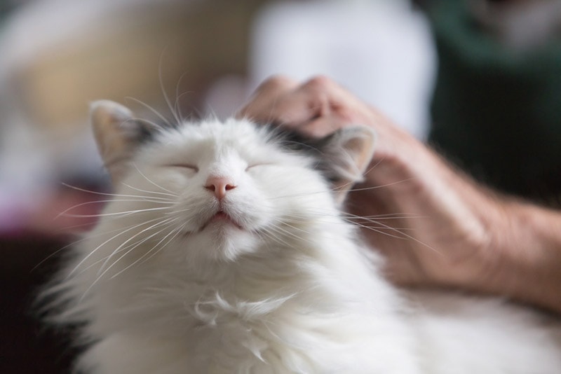 black and white long hair cat being pampered