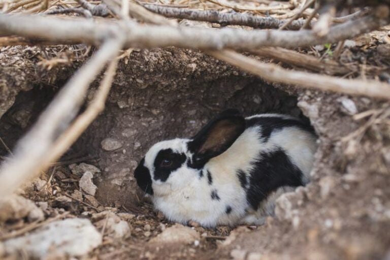 Why Is My Rabbit Shaking? 12 Vet-Approved Reasons & FAQs | Hepper