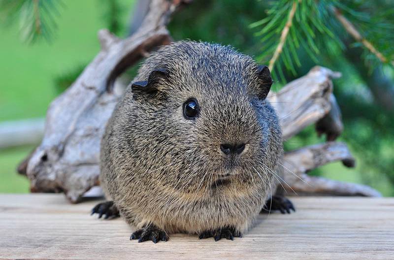 black cream guinea pig