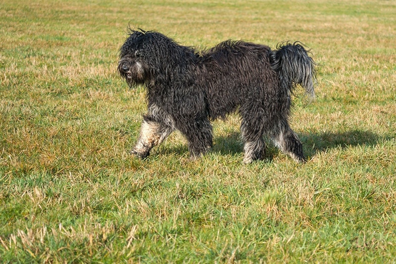 black goldendoodle dog running in a meadow