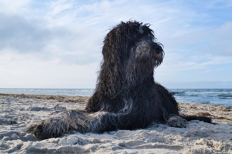 black goldendoodle lying on the sand