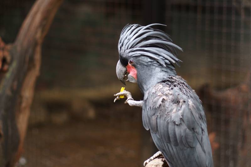 black palm cockatoo