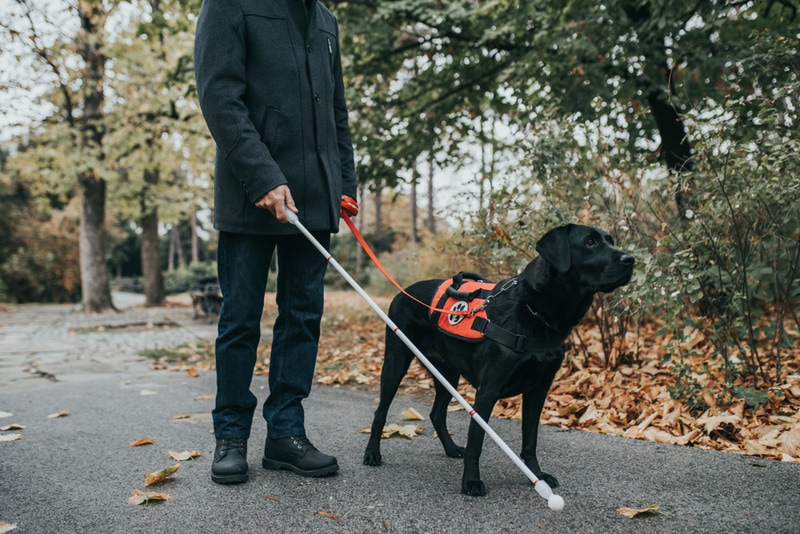 blind man with his service dog