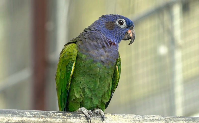 blue-headed parrot, also known as the blue-headed pionus