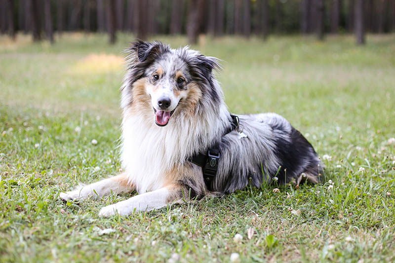 blue merle sheltie at the park