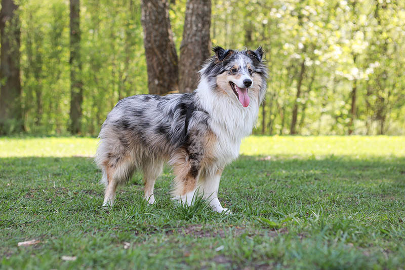 blue merle shetland sheepdog at the park