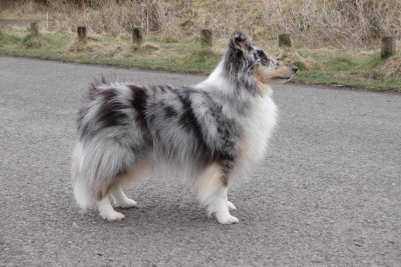 Blue Merle Shetland Sheepdog Sheltie Pictures Facts History