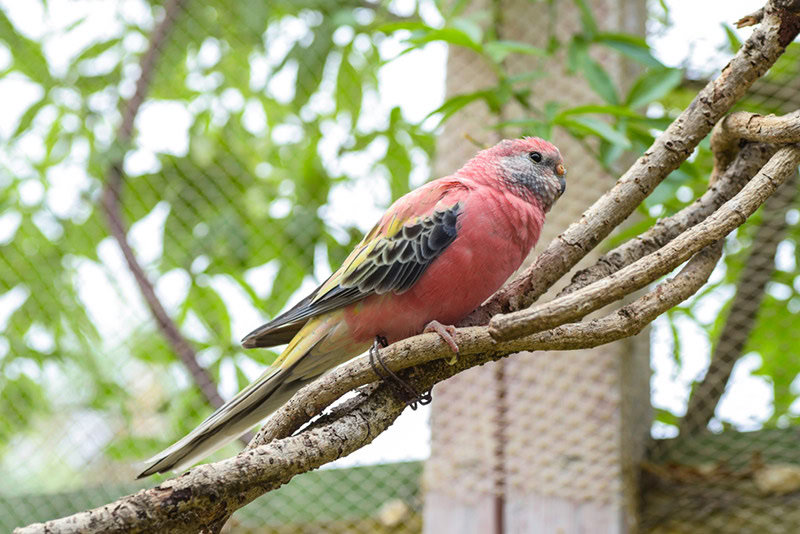 5 Cute Pink Pet Bird Species (With Info & Pictures) Hepper