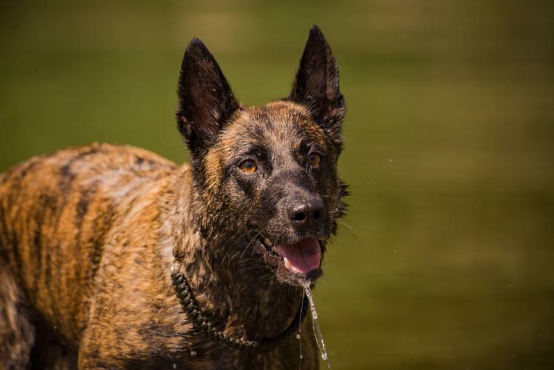 brown brindle belgian malinois dog with water droplets dripping from mouth while playing in the river water