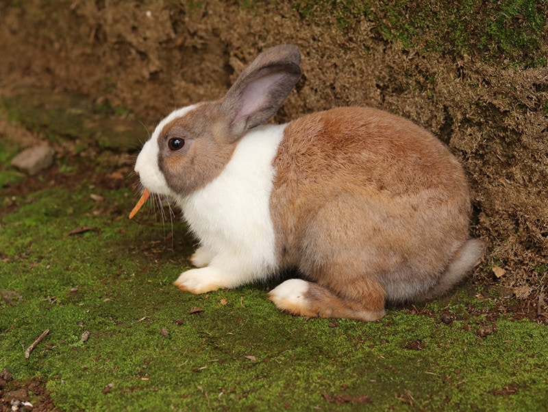 Dutch deals rabbit price