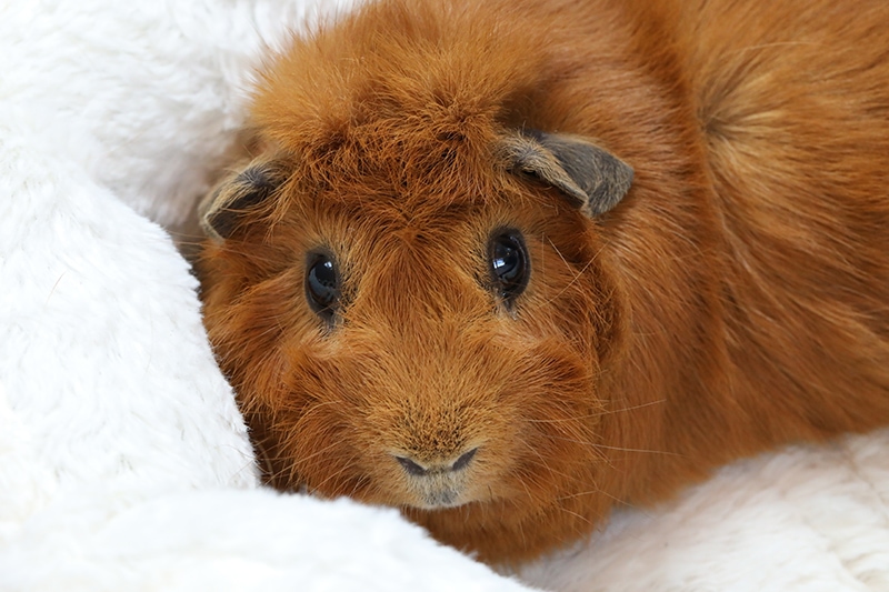brown guinea pig on a fleece blanket
