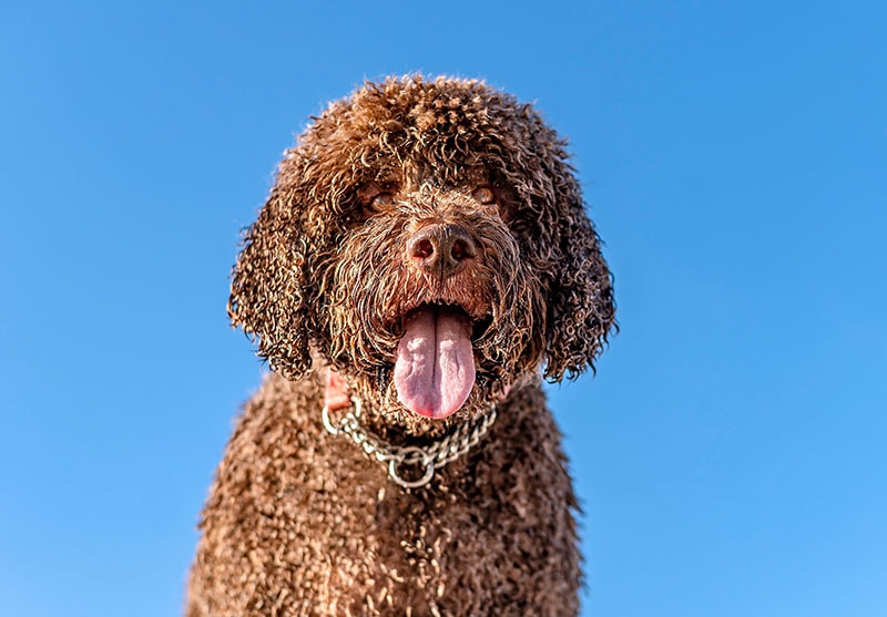 Portrait of one brown portuguese water dog sticking out the tongue outdoors on the beach under a blue sky in the background