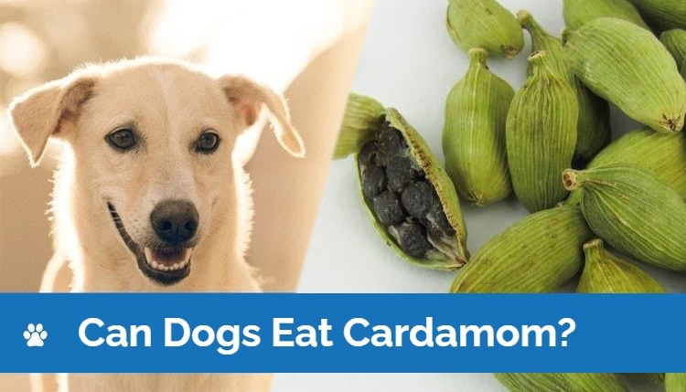 HEP_can dogs eat cardamom