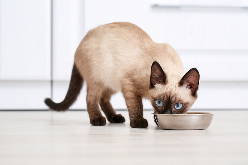 cat eating food from bowl at home