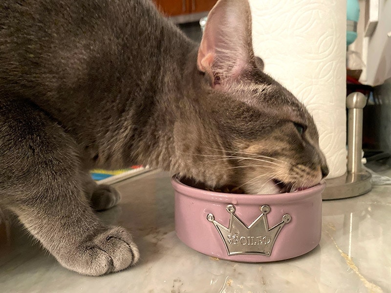 Easy Homemade Cat Food with Chicken, Spinach, and Quinoa-image