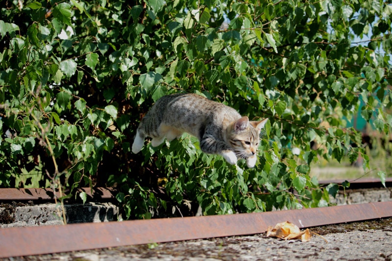 cat jumping cat jumping