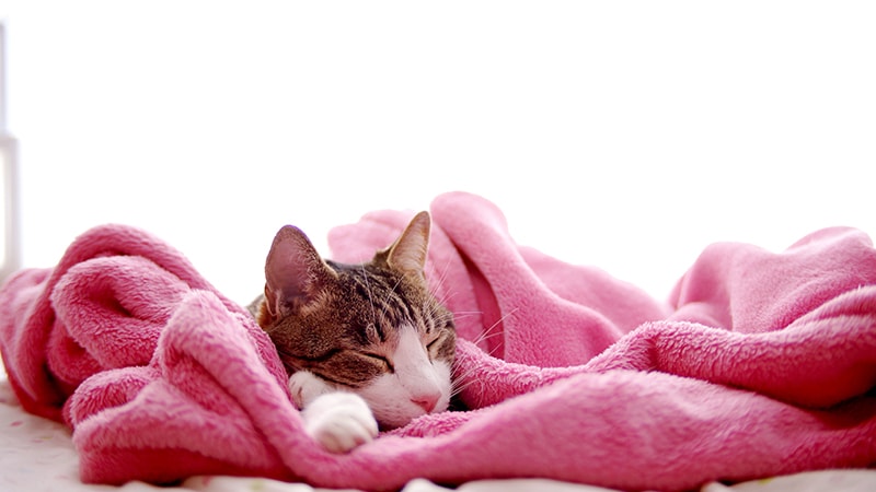 Cat lying on a pink blanket