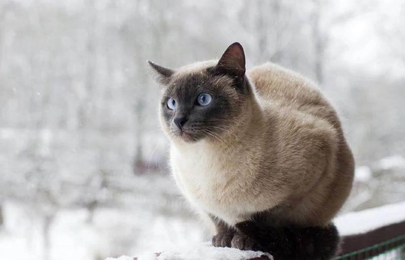 cat sitting on terrace railing covered in snow in winter