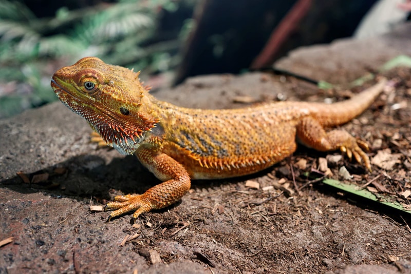 central bearded dragon