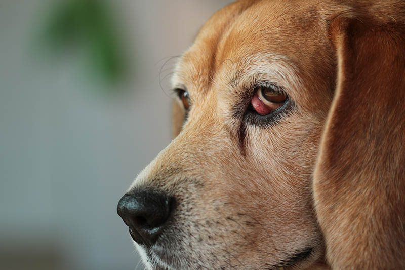 close up beagle suffering from cherry eye