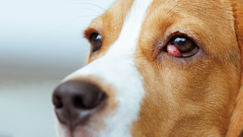 close up Beagle with cherry eye