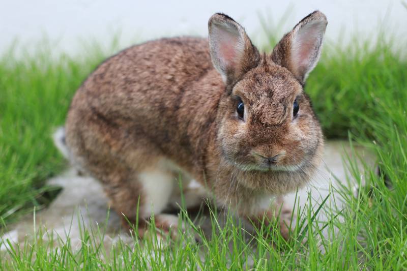 close up cute netherland dwarf rabbit in lawn