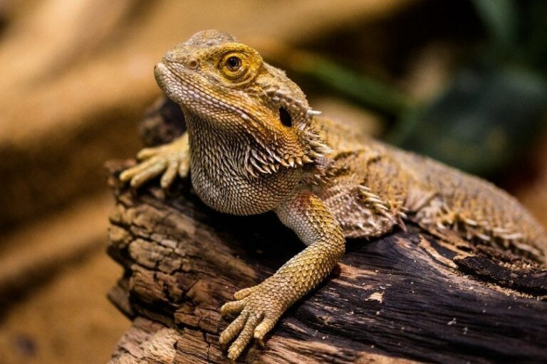 Do Bearded Dragons Bite? Reasons & How Much It Hurts Hepper